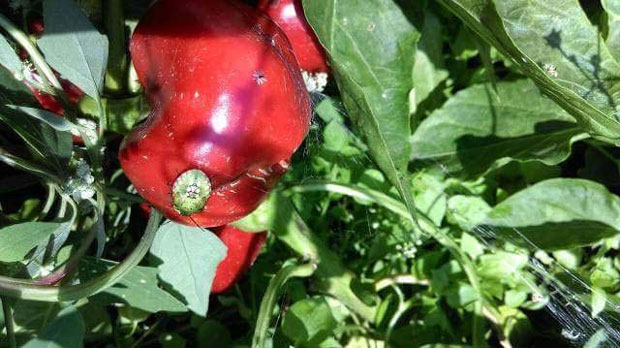 Штеточина напала парадајз и паприку